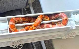 The snake an Isle of Wight woman discovered in her living room.