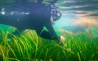 Scientists gathering seagrass seed at Seaview, Isle of Wight.