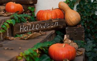 Here's some garden and indoor plants for your Halloween decorations