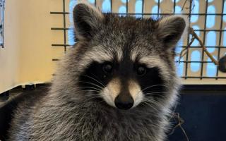 The second runaway raccoon recovered.