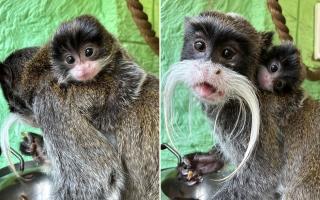 Amazon World Zoo Park has welcomed a baby Emperor Tamarin into the world